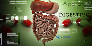 
"Explora los secretos de tu salud digestiva con nuestro blog: 'Cómo funciona el aparato digestivo'. Descubre el asombroso mundo de tu interior. ¡Empieza tu viaje ahora!"
