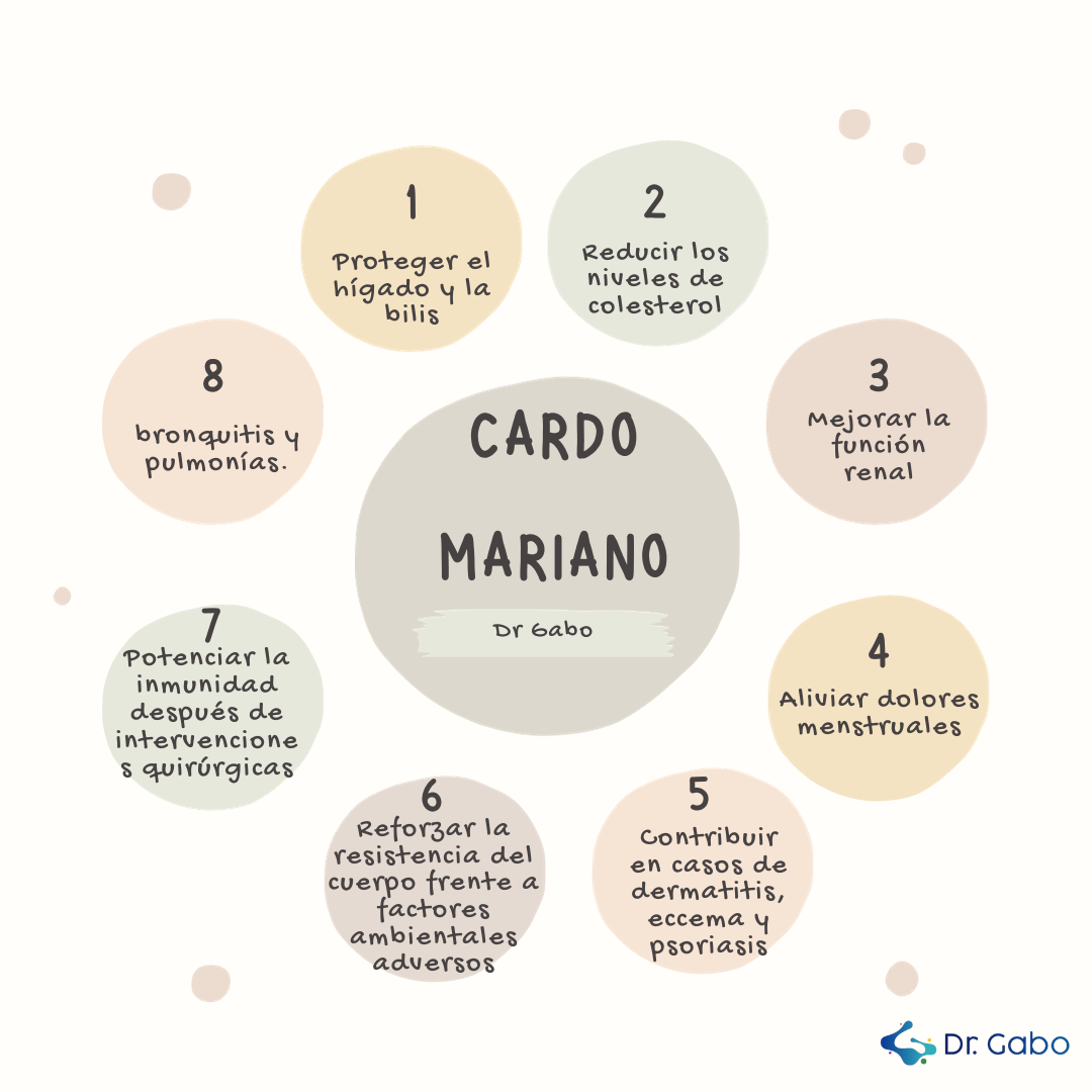 Cardo Mariano para qué sirve por Dr Gabo