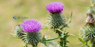 Cardo Mariano para qué sirve: Descubre los Impresionantes Beneficios de Este Poderoso Aliado Natural para tu Salud