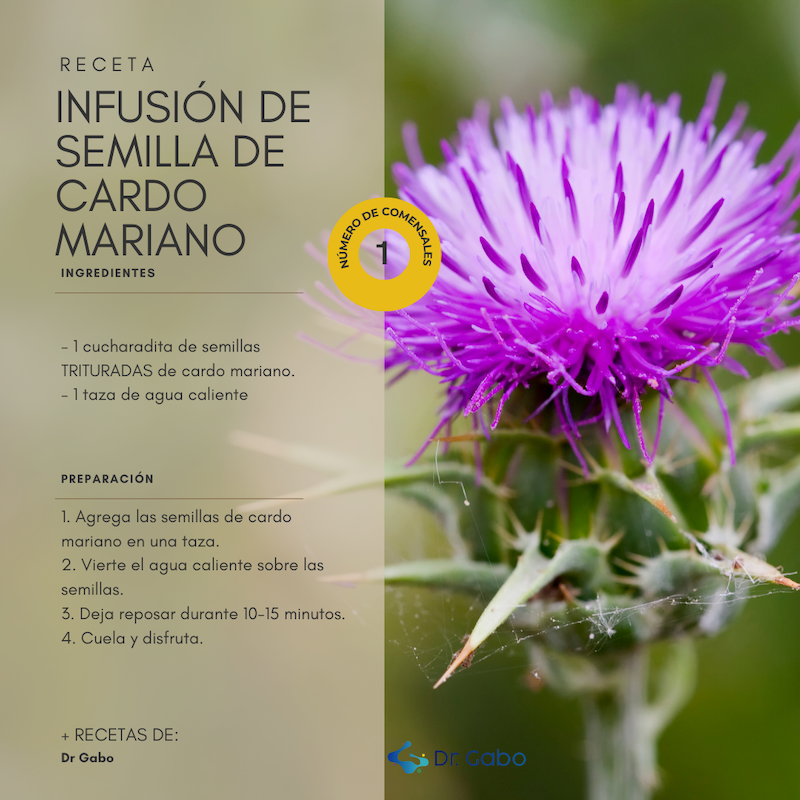 Sumérgete en el mundo rejuvenecedor del cardo mariano con nuestra receta exclusiva de infusión de semillas. Descubre el arte de aprovechar sus principios activos en cada sorbo. 🌿✨ ¡Cardo Mariano para qué sirve? Despliega sus secretos en esta deliciosa fusión herbal.
