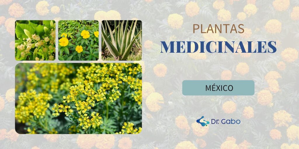 Collage destacando la riqueza de la herbolaria mexicana con imágenes vibrantes de plantas medicinales: ruda en gran plano y tila, damiana, y aloe vera en recuadros menores, sobre un fondo repleto de la emblemática flor de Cempasúchil. Cada planta es un componente clave del blog '10 Plantas Medicinales de México que Cambiarán Tu Salud', enfatizando la tradición y los beneficios para la salud que ofrece la biodiversidad de México.