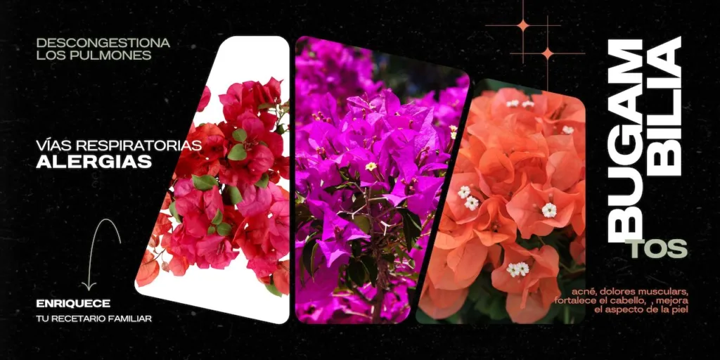 Un collage de bugambilias en tonos de rojo, magenta y naranja resalta sus propiedades medicinales para descongestionar pulmones, aliviar alergias y mejorar la salud de la piel y el cabello. Texto clave señala 'vías respiratorias' y 'enriquece tu recetario familiar' destacando la versatilidad y beneficios de la flor en la salud natural y la cocina casera.