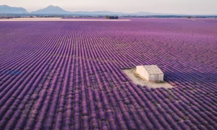 Beneficios de la Lavanda: Cómo Mejorar tu Salud Mental y Física