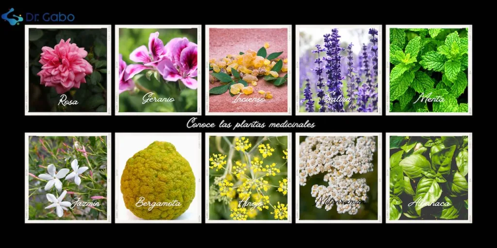 Colección de imágenes de plantas medicinales como Rosa, Geranio, Incienso, Salvia, Menta, Jazmín, Bergamota, Hinojo, Milenrama y Albahaca, destacadas por sus propiedades beneficiosas en la regulación del ciclo menstrual y alivio de síntomas hormonales. La imagen invita a conocer los aceites esenciales derivados de estas plantas y su potencial para promover el bienestar femenino.