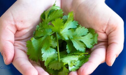 Beneficios del Cilantro: Cómo Aprovechar sus Propiedades Curativas en tu Día a Día
