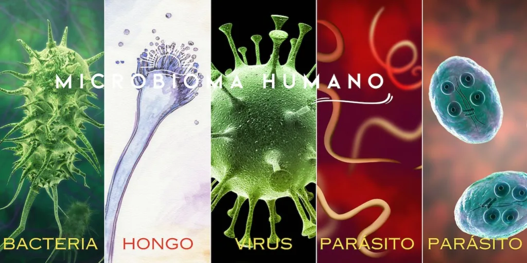 La imagen es un collage visual que representa diferentes tipos de microorganismos que componen el microbioma humano. En el lado izquierdo, aparece una bacteria con textura de espinas verdes que sobresalen, denotando su naturaleza unicelular y compleja estructura. Junto a ella, hay una ilustración de un hongo, mostrado como un filamento morado con estructuras similares a una copa en la punta, subrayando su unicidad en el reino de los hongos. El centro de la imagen está dominado por un virus de color verde con protuberancias que sugieren su capacidad de acoplarse a las células huésped. A la derecha, dos imágenes de parásitos ilustran la diversidad dentro de esta categoría, con uno mostrando una forma ovoide azul con múltiples flagelos y el otro, una estructura similar con un grupo de flagelos concentrados en un extremo. El título "MICROBIOMA HUMANO" se extiende a través del centro en una tipografía grande y moderna, con subtextos que identifican a cada organismo: "BACTERIA", "HONGO", "VIRUS", "PARÁSITO", "PARÁSITO". La paleta de colores y las texturas vívidas ofrecen una sensación visualmente estimulante que captura la rica diversidad del microbioma humano desde el nacimiento hasta la adultez.