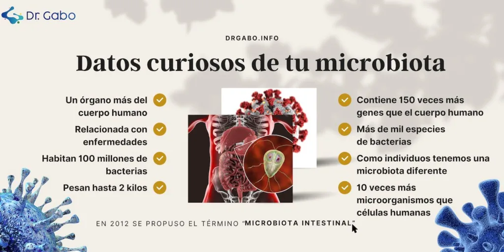 La imagen muestra una infografía educativa titulada "Datos curiosos de tu microbiota. A la izquierda, se listan hechos interesantes con marcas de verificación verdes, incluyendo que el microbioma es un órgano más del cuerpo humano, está relacionado con enfermedades, habita 100 millones de bacterias y puede pesar hasta 2 kilos. A la derecha, se destacan más datos, como que el microbioma contiene 150 veces más genes que el cuerpo humano, está compuesto por más de mil especies de bacterias, varía entre individuos, y que hay 10 veces más microorganismos que células humanas en el cuerpo. En el centro, hay una composición de imágenes que incluye una representación de virus, una sección transversal del sistema digestivo humano, y una imagen de células bacterianas azules, con una nota en la parte inferior que indica que el término "microbiota intestinal" fue propuesto en 2012. La paleta de colores es profesional y la disposición facilita la lectura y el aprendizaje de los datos presentados.