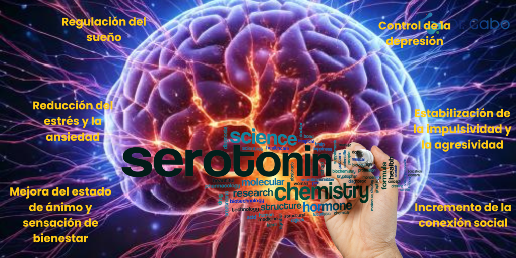 Psicomicrobiota y ansiedad: Representación visual del cerebro con conexiones neuronales activas, destacando los efectos de la serotonina en el estado de ánimo, con beneficios resaltados.